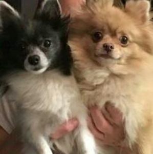 Meet your Posher, Diane